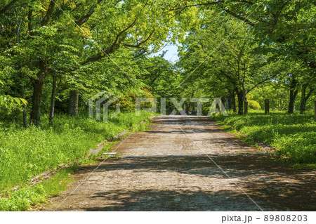 大阪　西の丸庭園　散策　道（2022年　初夏） 89808203