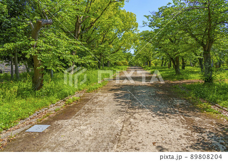 大阪　西の丸庭園　散策　道（2022年　初夏） 89808204
