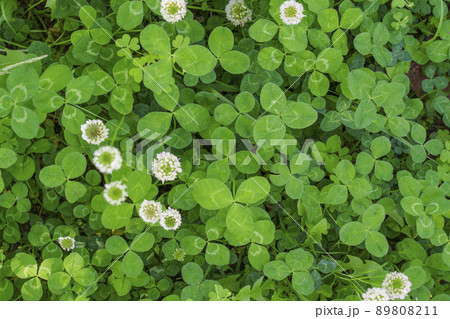 シロツメクサ クローバー 真俯瞰(2022年 初夏 大阪城-西の丸庭園) シロツメクサ クローバー 真俯瞰(2022年 初夏 大阪城-西の丸庭園) 89808211