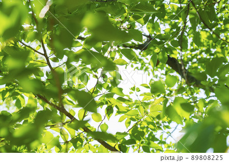 新緑の木々　若葉　（2022年　初夏　大阪城-西の丸庭園） 89808225