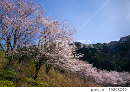 和歌山貴志川沿いの桜並木 和歌山県海草郡紀美野町鎌滝付近 和歌山貴志川沿いの桜並木 和歌山県海草郡紀美野町鎌滝付近 89808249