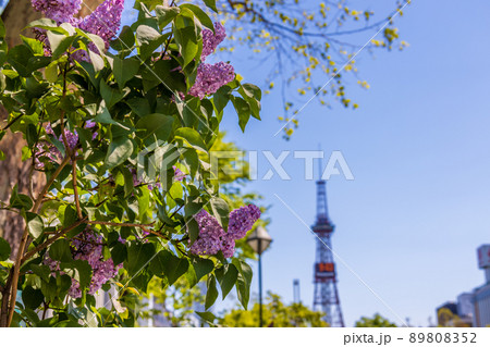 札幌　大通公園　ライラック　リラ　 89808352