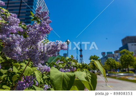 札幌　大通公園　ライラック　リラ　 89808353