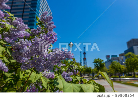 札幌　大通公園　ライラック　リラ　 89808354
