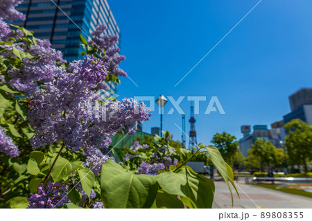 札幌　大通公園　ライラック　リラ　 89808355