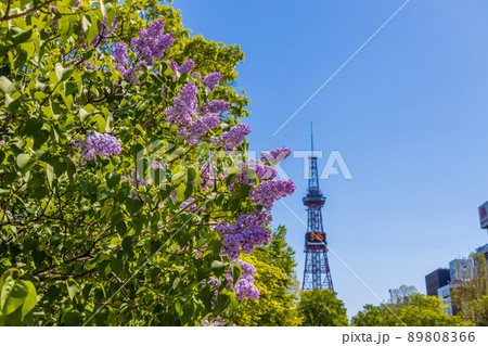 札幌 大通公園 ライラック リラ 札幌 大通公園 ライラック リラ 89808366