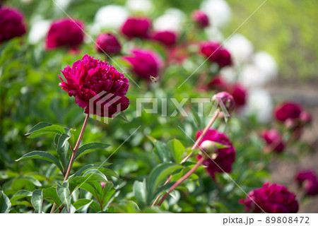 Pink flowers peonies flowering on background pink peonies. Peonies garden. Pink flowers peonies flowering on background pink peonies. Peonies garden. 89808472