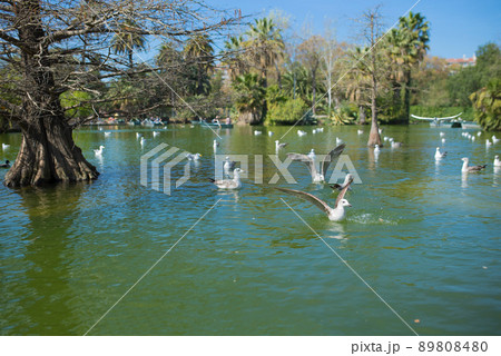 Pond with bare trees in the water, surrounded by trees and palm trees with seagulls swimming calmly in the water in Ciutadella Park, sunny day in Barcelona Spain 89808480