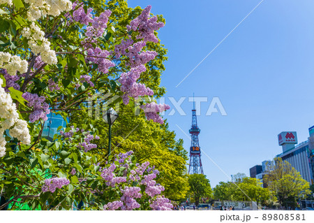 札幌 大通公園 ライラック リラ の写真素材