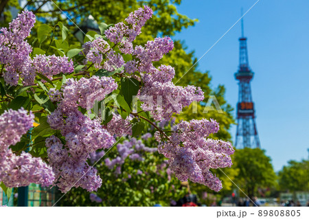 札幌　大通公園　ライラック　リラ　 89808805