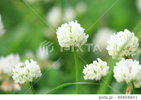 かわいいシロツメグサ 89808841