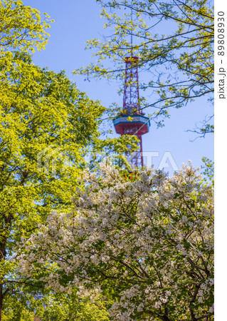 札幌 大通公園 ライラック リラ 札幌 大通公園 ライラック リラ 89808930