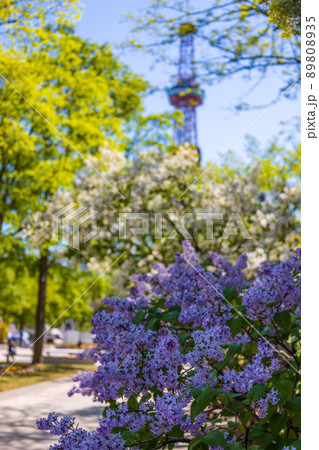 札幌 大通公園 ライラック リラ 札幌 大通公園 ライラック リラ 89808935