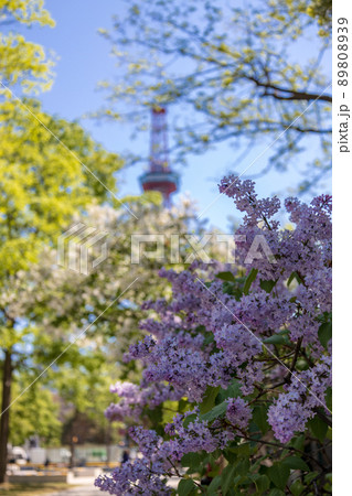 札幌　大通公園　ライラック　リラ　 89808939
