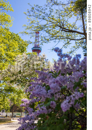 札幌 大通公園 ライラック リラ 札幌 大通公園 ライラック リラ 89808942
