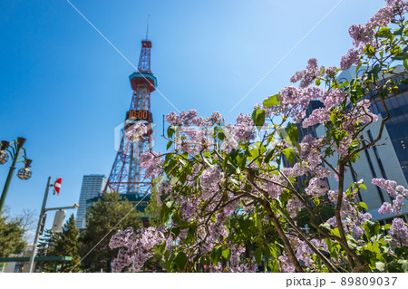 札幌 大通公園 ライラック リラ 札幌 大通公園 ライラック リラ 89809037