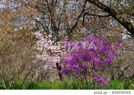 ミツバツツジ ミツバツツジ 89809098