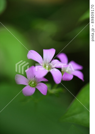 ムラサキカタバミ（紫片喰） 89809170