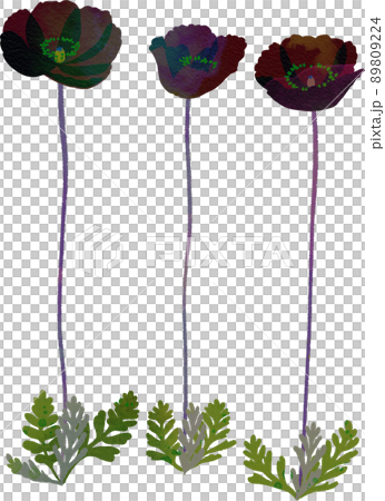 黑罌粟的插圖 89809224