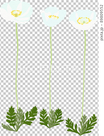 Illustration of white poppy 89809552
