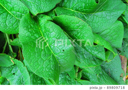 コンフリーの葉の風景 89809718