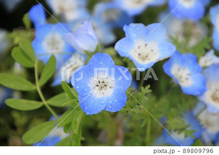 ネモフィラ 89809796