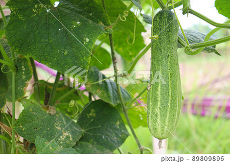 cucumber on tree in farm for harvest 89809896