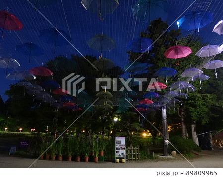 満開のアヤメ あやめ 長井あやめ公園 満開のアヤメ あやめ 長井あやめ公園 89809965