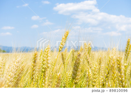麦畑 89810096