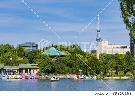 【東京都】新緑の上野不忍池 89810162