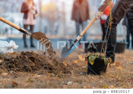 planting new trees with gardening tools or man hand with shovel digging ground 89810317