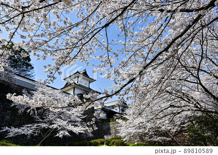 花吹雪舞う金沢城公園 89810589