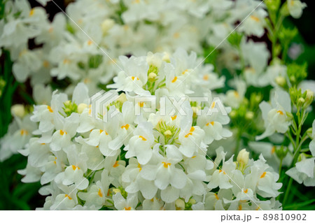 白い小花 89810902