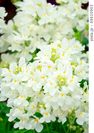 白い小花 89810903