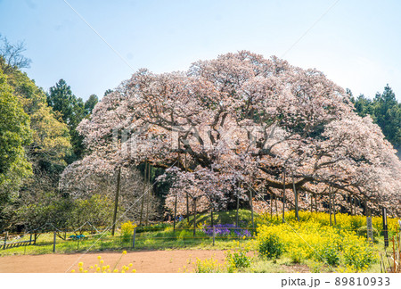 吉高の大桜 吉高の大桜 89810933