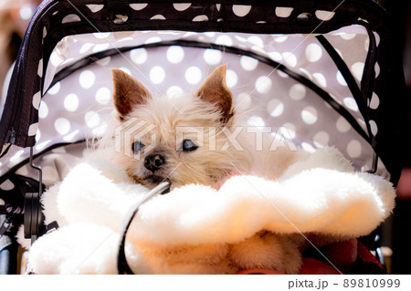 見つめるわんこ 89810999