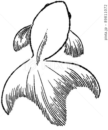 挿絵風のレトロな金魚 線画のイラスト素材