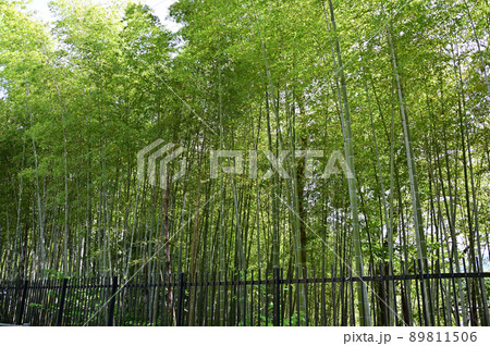 グリーン色の竹の径 89811506