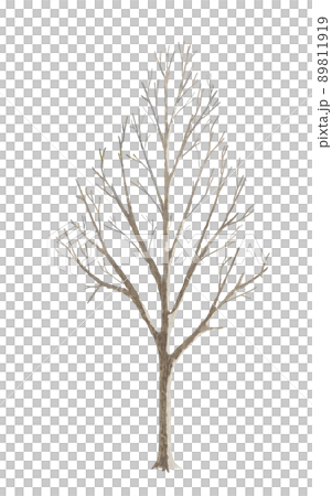 Background parts Winter roadside trees Ginkgo 89811919