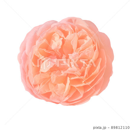Beautiful orange rose isolated on white Beautiful orange rose isolated on white 89812110