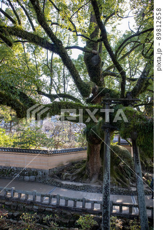 苔の生える木 日本の風景 古い木 大木 苔の生える木 日本の風景 古い木 大木 89812658