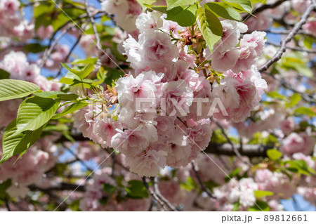 桜の風景 日本の風景 青空の桜 桜の風景 日本の風景 青空の桜 89812661