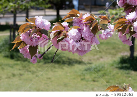 八重桜 満開 春 日本の風景 八重桜 満開 春 日本の風景 89812662