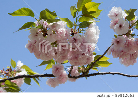 八重桜 満開 春 日本の風景 青空の桜 八重桜 満開 春 日本の風景 青空の桜 89812663
