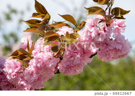 ピンクの八重桜 日本の風景 満開 ピンクの八重桜 日本の風景 満開 89812667