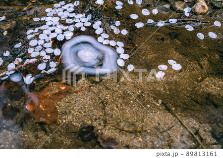 小川に舞い落ちた桜の花びら【スローシャッター】 小川に舞い落ちた桜の花びら【スローシャッター】 89813161