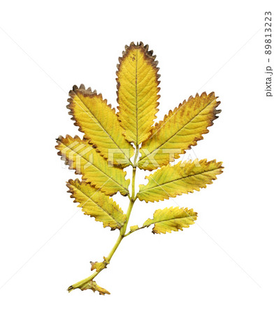 Blunting burnet leaf isolated Blunting burnet leaf isolated 89813223