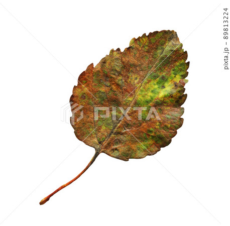 Autumn leaf isolated Autumn leaf isolated 89813224