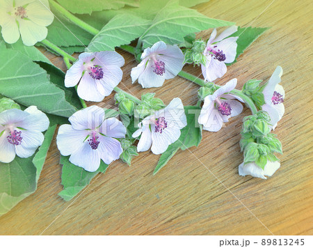 Althaea officinalis marshmallow. 89813245