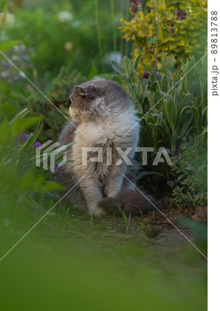 British kitten in colored flowers on nature. British kitten in colored flowers on nature. 89813788